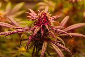 Weed Seeds for Sale Your Ultimate Guide to Quality Cannabis Seeds