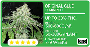 Weed Seeds for Sale Your Ultimate Guide to Quality Cannabis Seeds